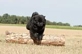 CHOW CHOW 048